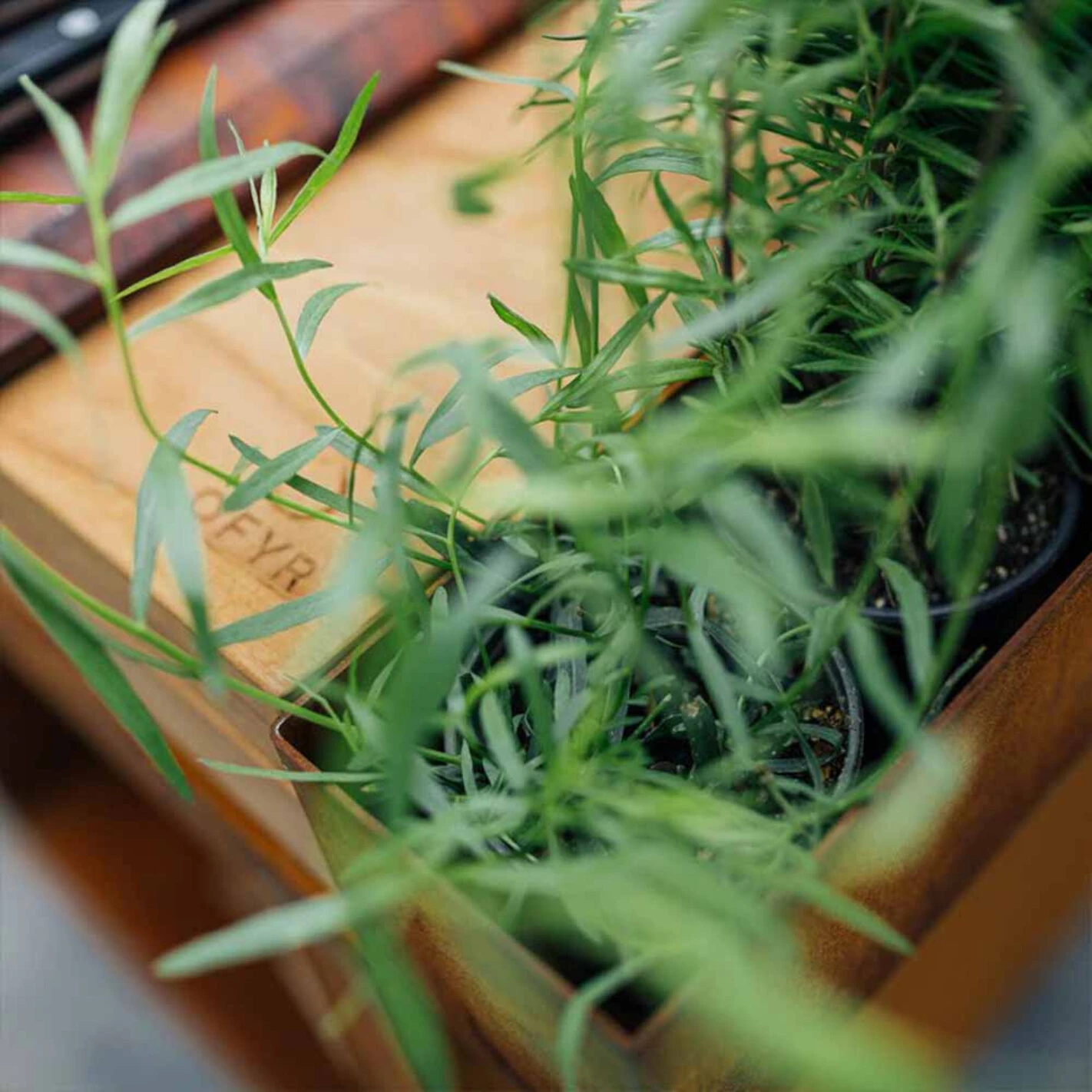 Brasero Plancha Island Corten PRO 100 Bois De Teck + Housse - Ofyr 8 Brasero Plancha Island Corten PRO 100 Bois De Teck + Housse - Ofyr – Image 6